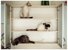 30 веселых фотографий с животными