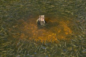 медведь и пираньи