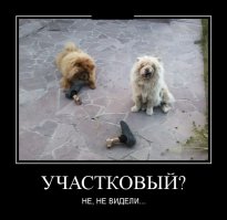 Собаки, которых оставили одних дома