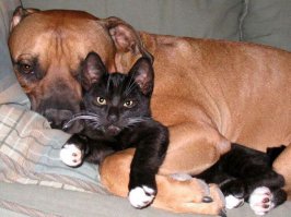 Собаки, которых оставили одних дома