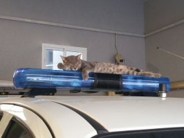 вот приколист , даже не знаю как обозвать этого гада ),как только заезжает машина на обслуживание сразу занимет место .
P.S. знакомый технарь прислал