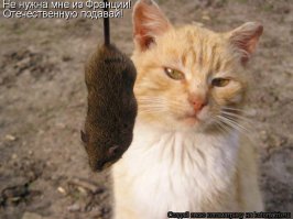 Котики и «Мистрали» - вещи совместимые!