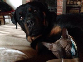 Очаровательные примеры дружбы кошек и собак