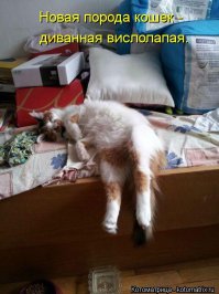 30 веселых фотографий с животными