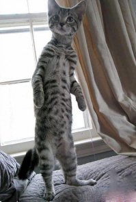 30 веселых фотографий с животными