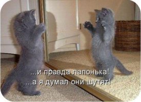 30 веселых фотографий с животными