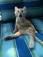 Смешные комментарии из социальных сетей 04.09.15