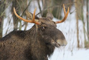 он смотрит на тебя...