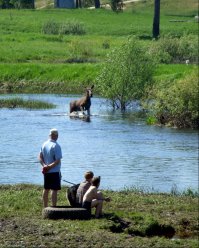 здесь рыбы нет...