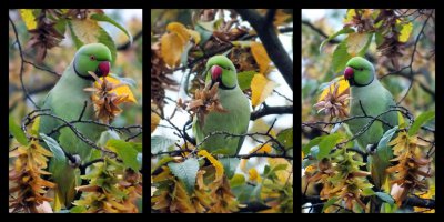 Вот как надо радоваться осени!