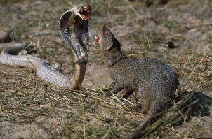 Мне как-то мангусты больше нравятся.