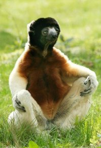 Главное привило любого йоги - "узззбагойзя"!))