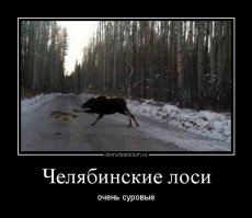 Спасение годовалого лося
