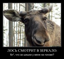 Спасение годовалого лося