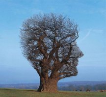 На обложках Pink Floyd  ещё и не то может показаться.