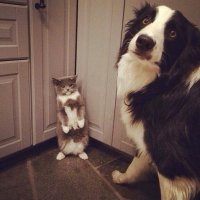 Собаки, которых оставили одних дома