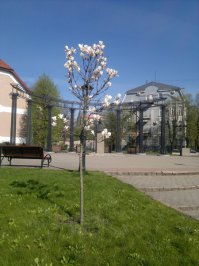 Пушкинская весной