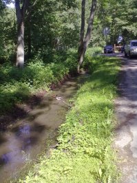 Куршская коса за Зеленоградском.