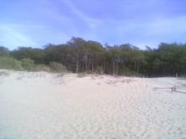Куршская коса за Зеленоградском.