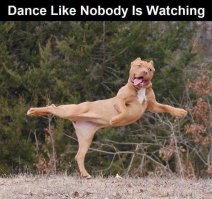 30 веселых фотографий с животными