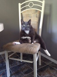 30 веселых фотографий с животными