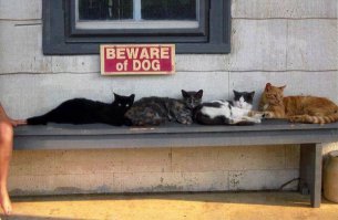 На табличке - " Осторожно собака"