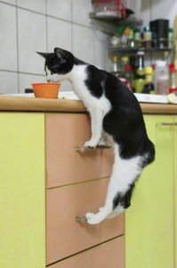 30 веселых фотографий с животными