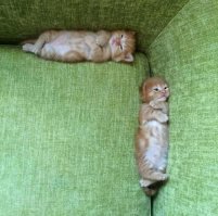 30 веселых фотографий с животными