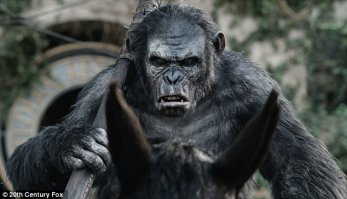 Шимпанзе с палкой против дрона. Дрон сбит