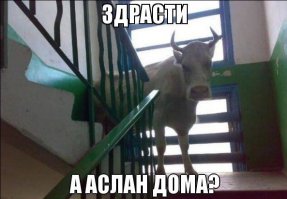 Удивительное перевоплощение обросшей овцы