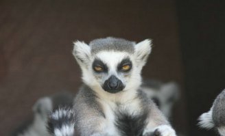 А этот зверь промолчал в ответ...