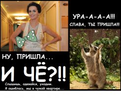 Енот пьет молоко