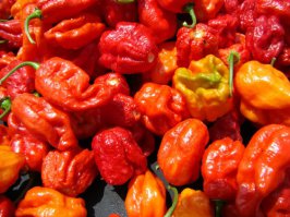 А как же сорт 'Trinidad Scorpion Moruga Blend' ???  По шкале Сковилла его жгучесть варьируется от 1,2 до 2 миллионов единиц...