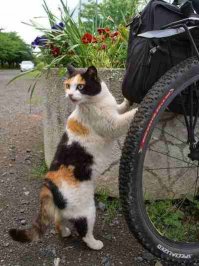 Вор-рецидивист за работой