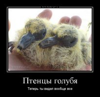 Теперь ты видел всё!