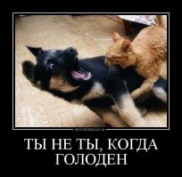 Леопард «порыбачил» в грязи