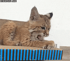 Я один начал зевать на это GIF??