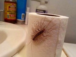 сходил пописять - заодно покакал