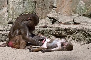 Любопытные факты о порноиндустрии 