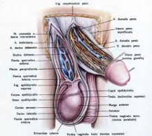 Из тебя шутник, как из гАвна пуля ! Не твоё дебильное дело где и чем мне меряться ! Тупорылый ! Отвечу на твой подарок твоей новой аватаркой - как раз думаю будет.