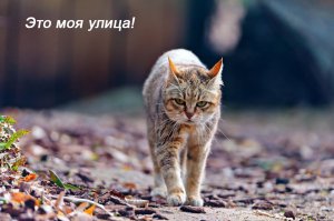 Дуэль кошки и собаки ! 