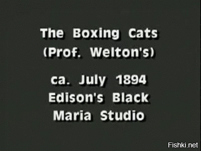 Кстати. Первые видео с котиками появились вскоре после того, как Томас Эдисон изобрел кинетограф (ранний прототип видеокамеры) в 1892 году. Известен остроумный тест прибора — ролик с боксирующими котами.