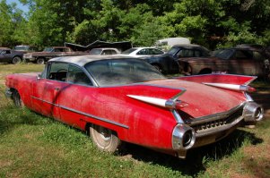 Эх..какая красотища тупо гниёт... жалко (((