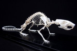 Крыса обыкновенная