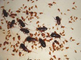 напомнило....