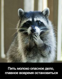 Енот пьет молоко