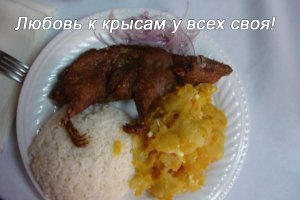 10 причин отбросить предрассудки и полюбить крыс