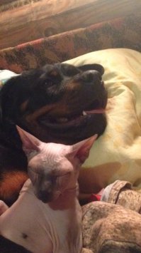 Ч.С! Пыталась снять. Ну вот так. Смысл -хотела передать. Извините.