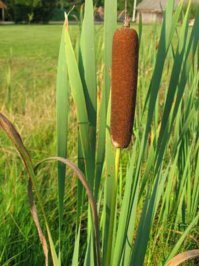 На мороженку похоже!)))))