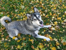 моя Роузи !Солнечный блеск .